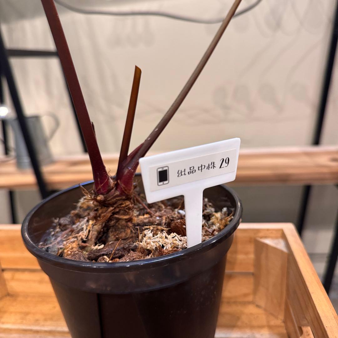 29 アンスリウム　レッドクリスタリナム　ハイブリッド　大株　ダーク色