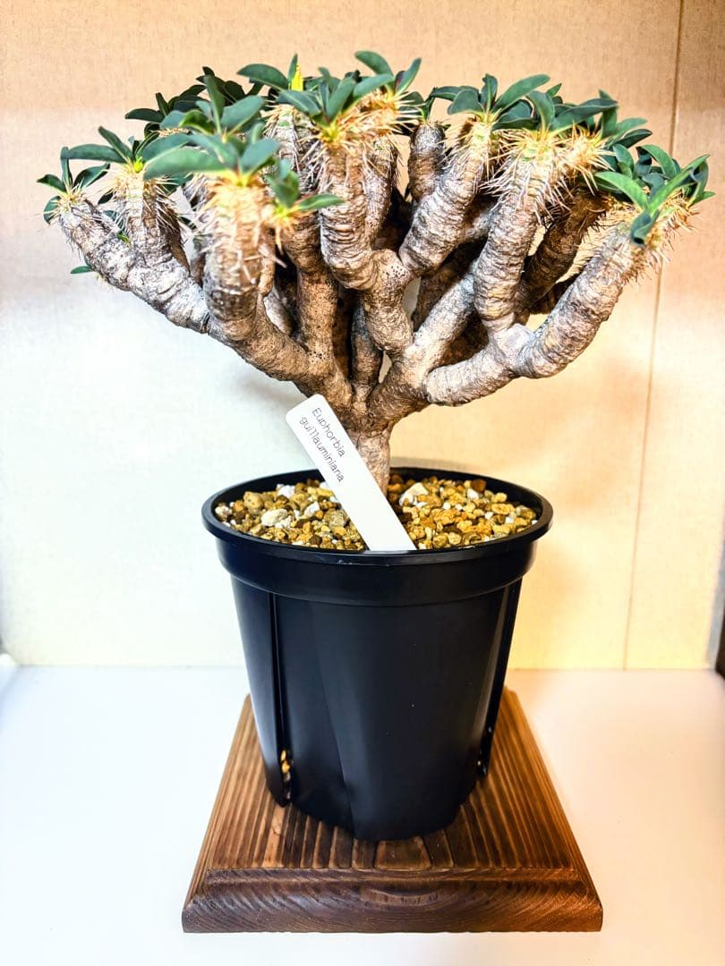 ユーフォルビア　ギラウミニアナ