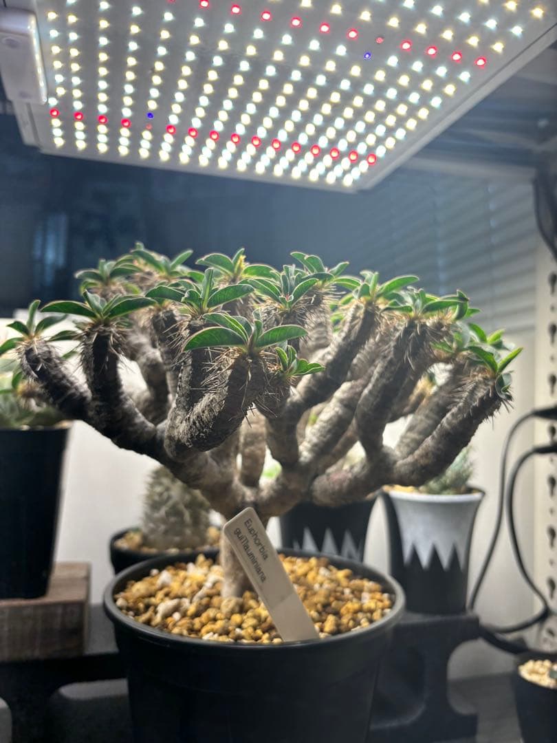 ユーフォルビア　ギラウミニアナ