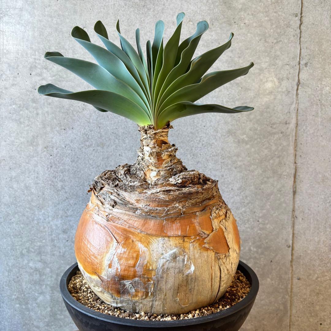 【週末限定SALE】ブーファン ハエマンソイデス 発根済み 現地球株