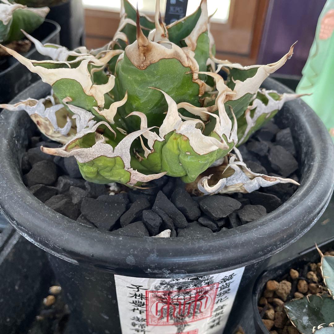 オアハカ　極美　強刺