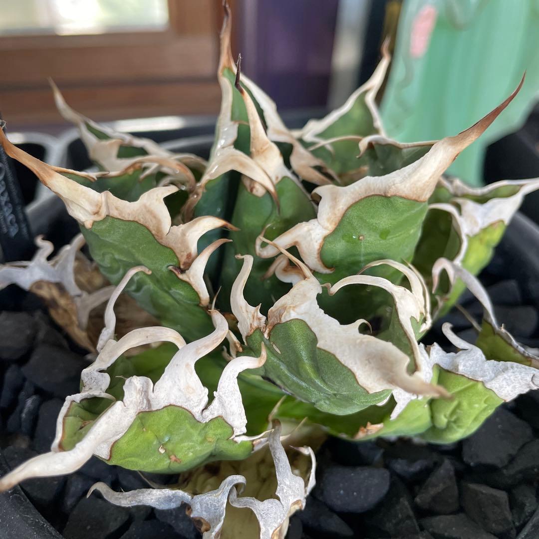 オアハカ　極美　強刺