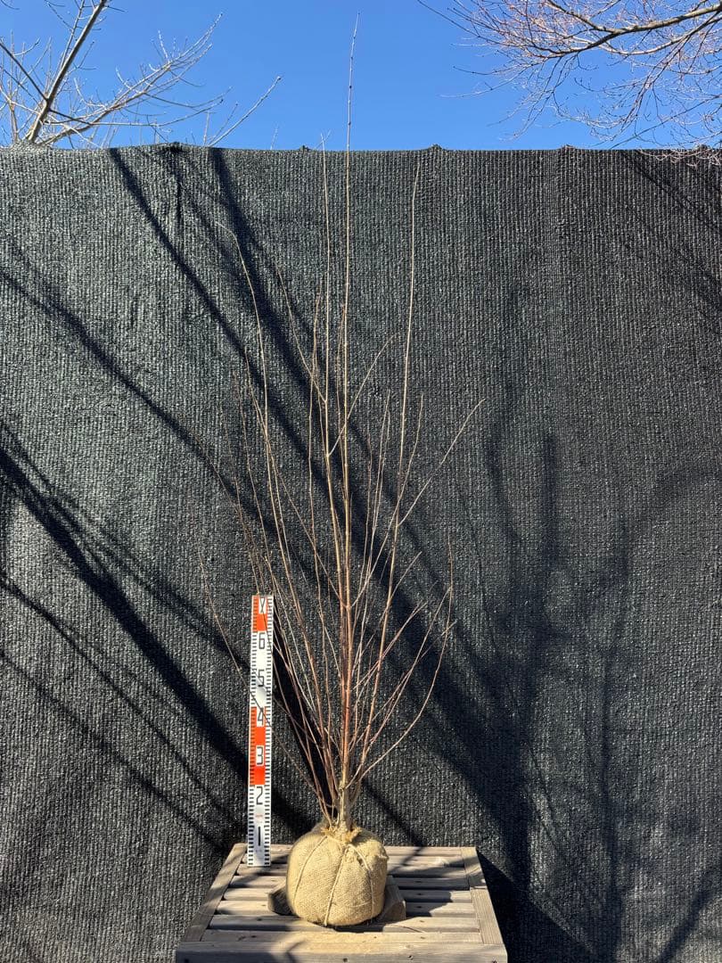 桂（カツラ）植木　庭木　【品番3548】