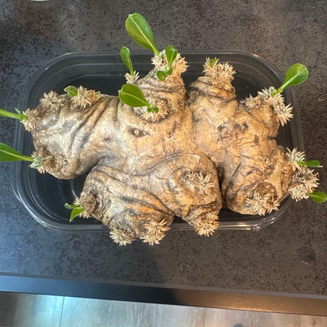 パキポディウム　ブレビカウレ　恵比寿笑　発根済み