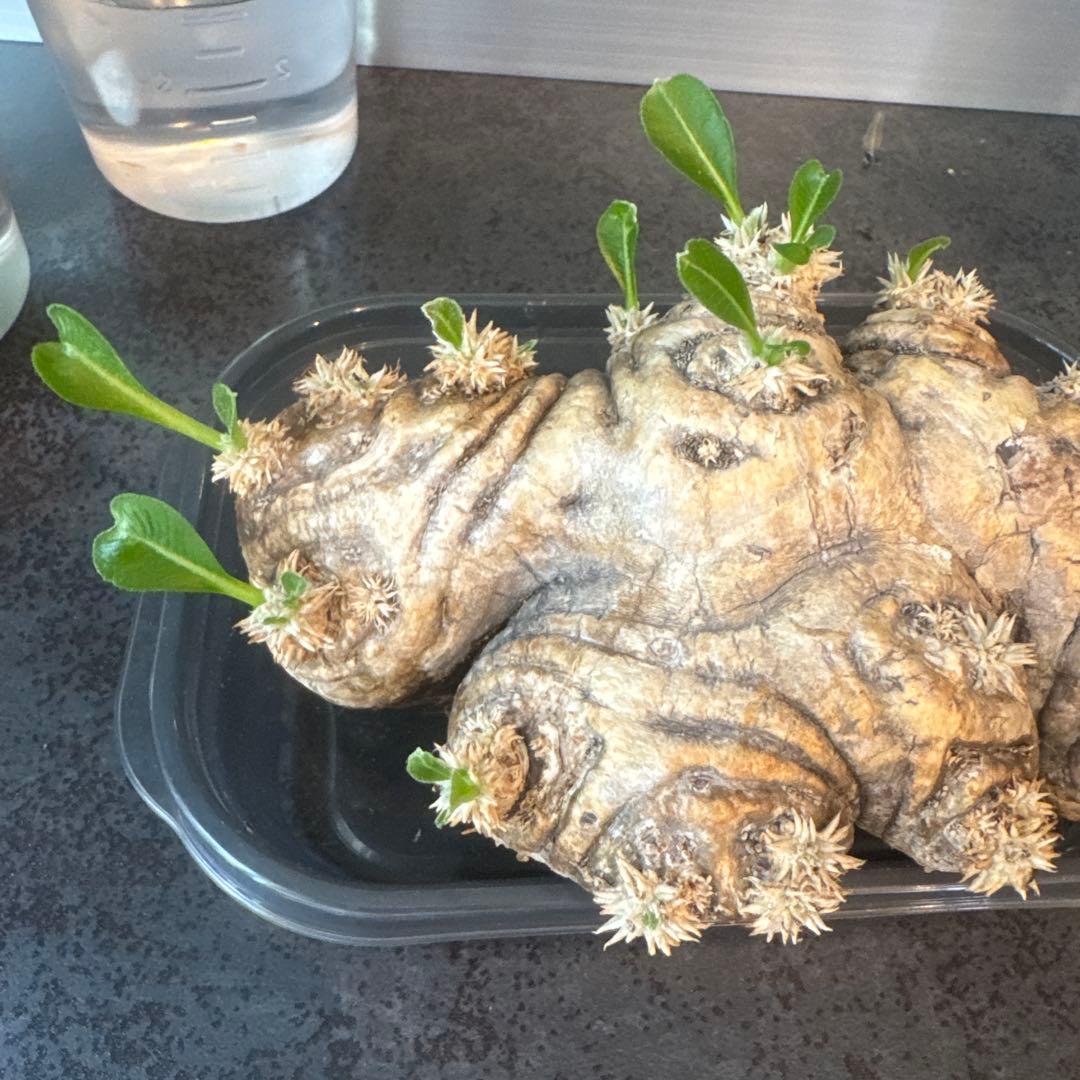 パキポディウム　ブレビカウレ　恵比寿笑　発根済み