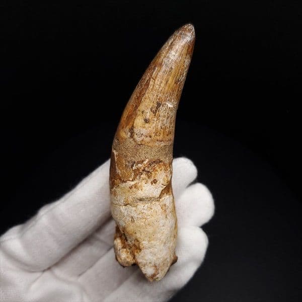 古代 ワニ エロスクス 歯 本物 化石 モロッコ産 86.96mm fr141