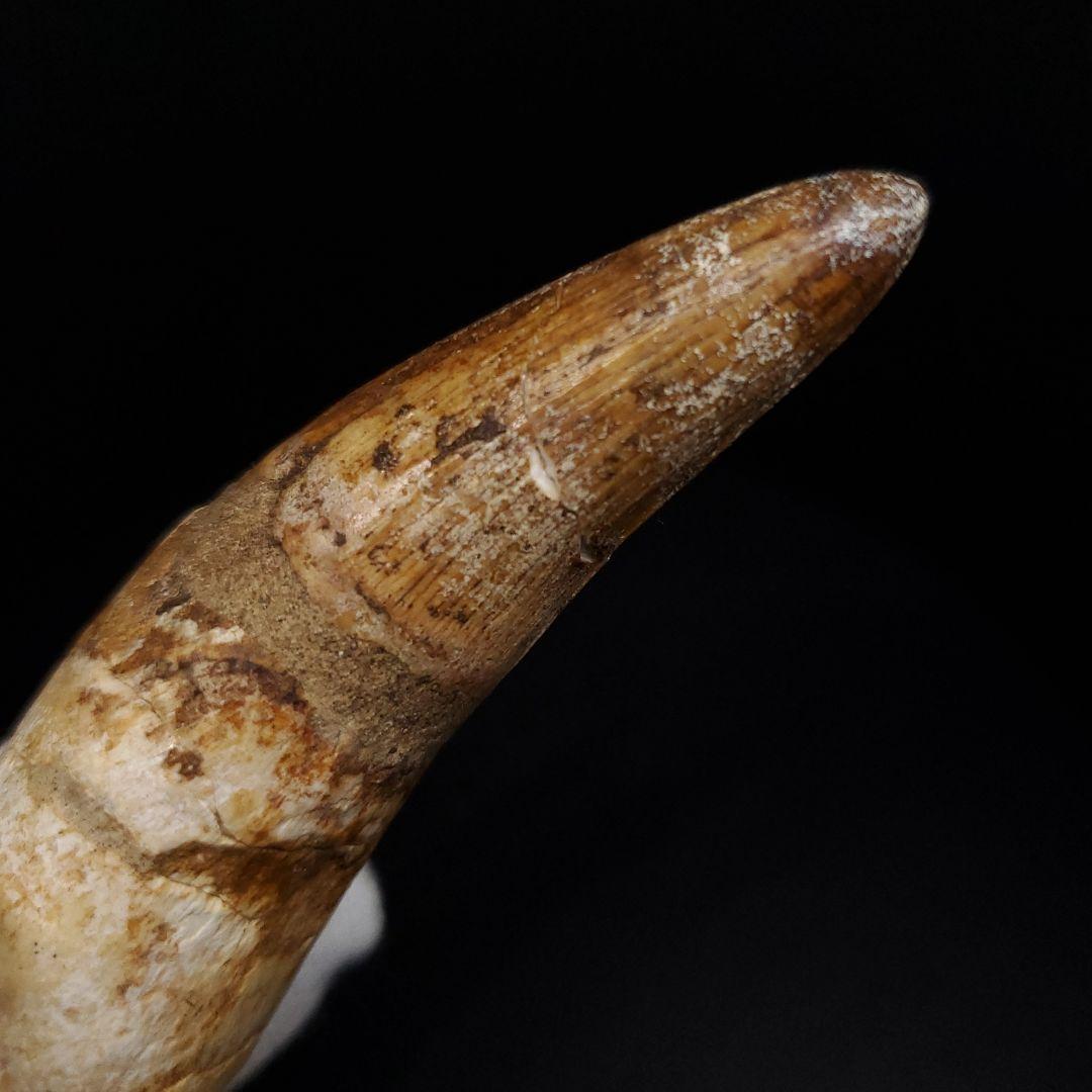古代 ワニ エロスクス 歯 本物 化石 モロッコ産 86.96mm fr141