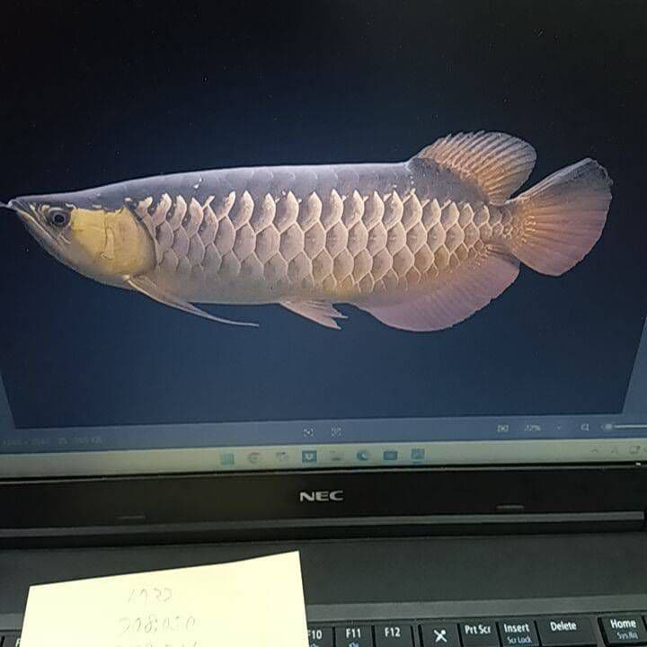 高背金龍 証明書