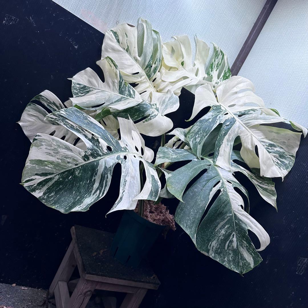 パ*ム様 斑入りモンステラ ホワイトタイガー極美大株91cm白斑多