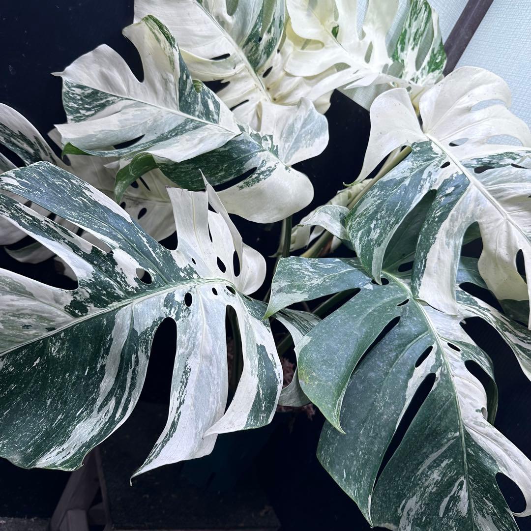 パ*ム様 斑入りモンステラ ホワイトタイガー極美大株91cm白斑多