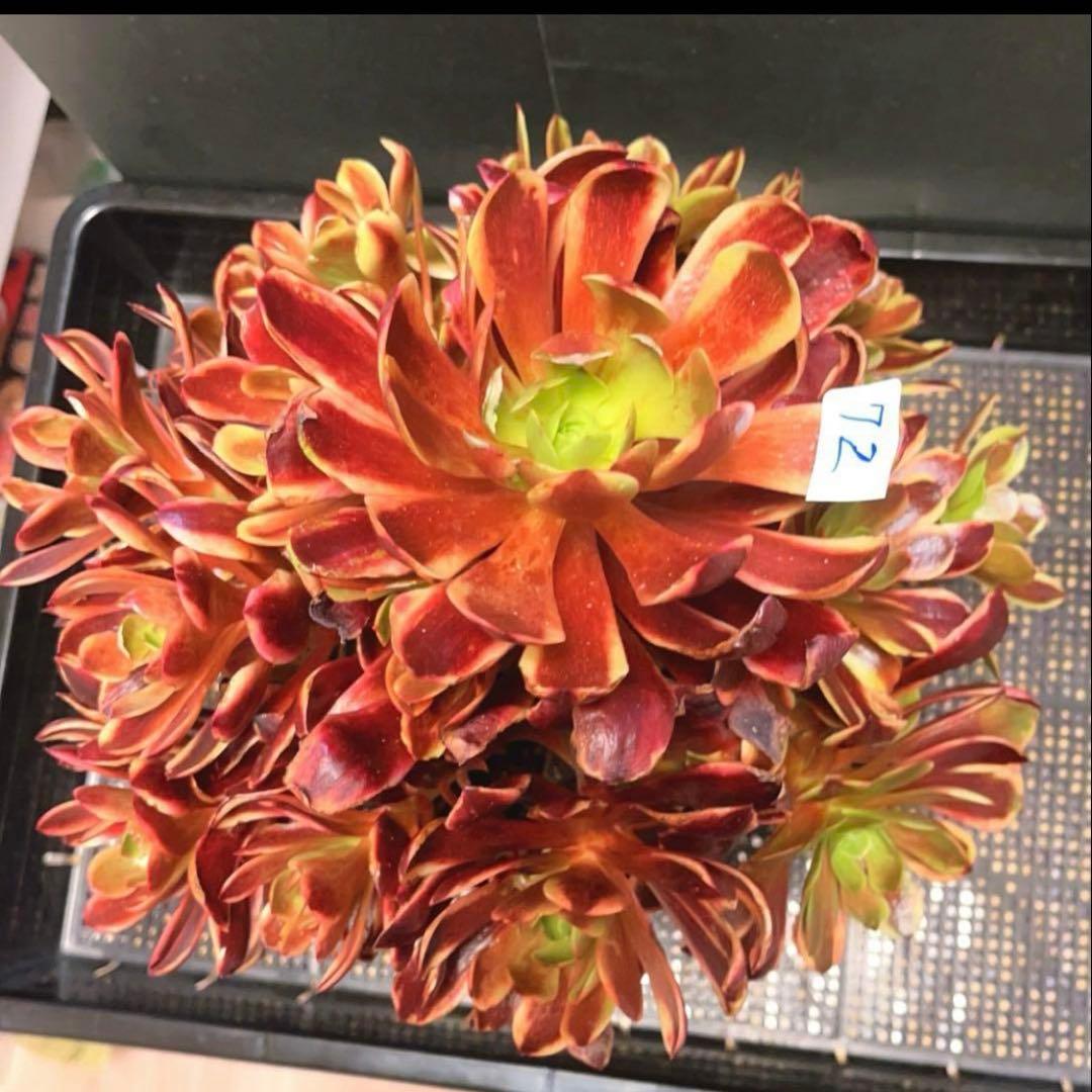 72#多肉植物アエオニウム錦❤️スーパーバン❤️1大頭15小頭33cm钵土付き出荷
