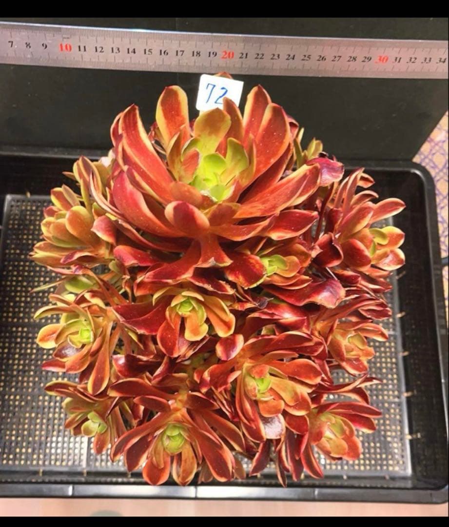 72#多肉植物アエオニウム錦❤️スーパーバン❤️1大頭15小頭33cm钵土付き出荷