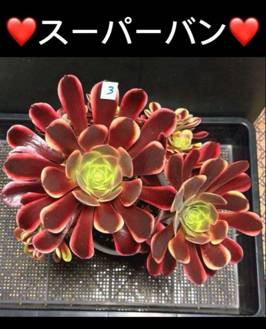 72#多肉植物アエオニウム錦❤️スーパーバン❤️1大頭15小頭33cm钵土付き出荷