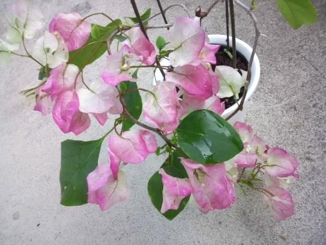 ブーゲンビレア　ブーゲンビリア　苗　花木　観葉植物　M