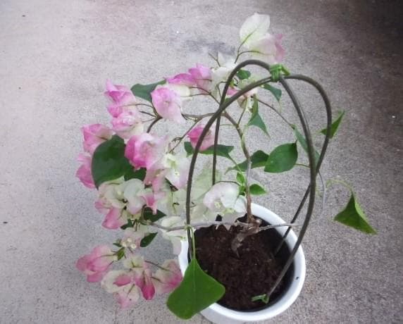 ブーゲンビレア　ブーゲンビリア　苗　花木　観葉植物　M