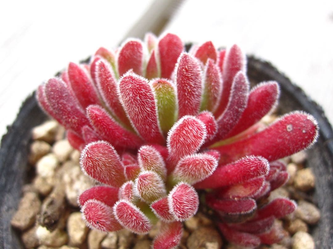 専用　多肉植物　プベスケンス　葉挿し