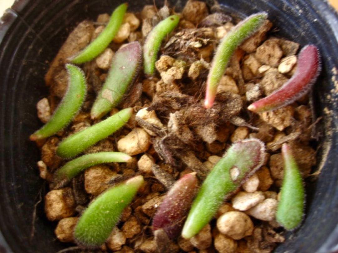 専用　多肉植物　プベスケンス　葉挿し