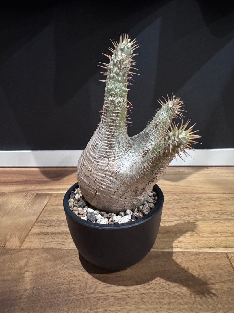 パキポディウム グラキリス 現地球