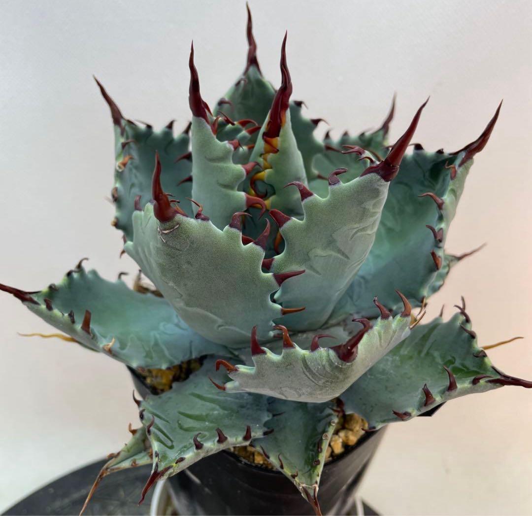 アガベ　ハイブリッド　甲蟹×屈原の舞扇　特特選 曲棘　連棘　親株直子　良サイズ