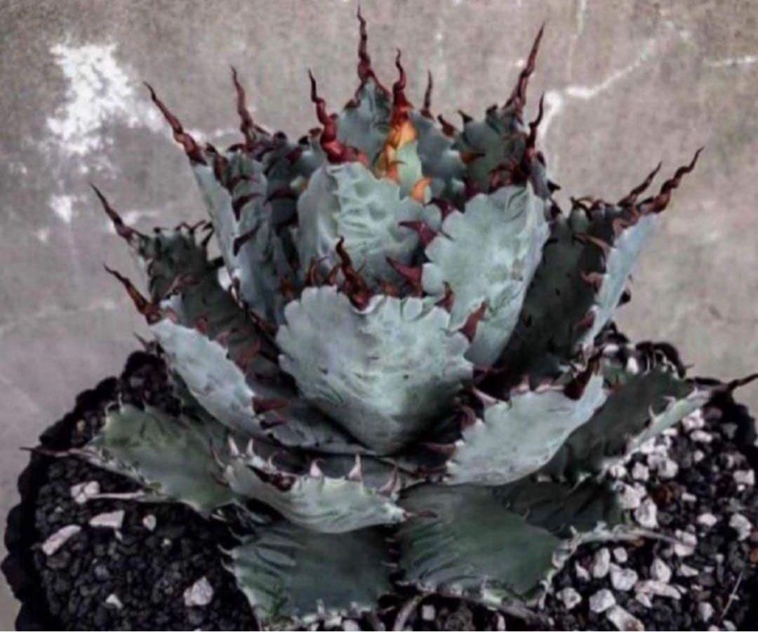 アガベ　ハイブリッド　甲蟹×屈原の舞扇　特特選 曲棘　連棘　親株直子　良サイズ