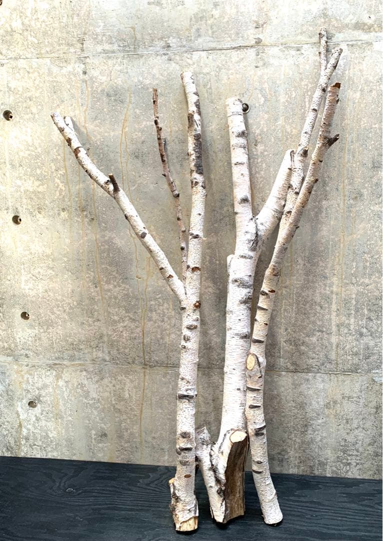 白樺の木　天然　自然　　店舗用ディスプレイ　装飾