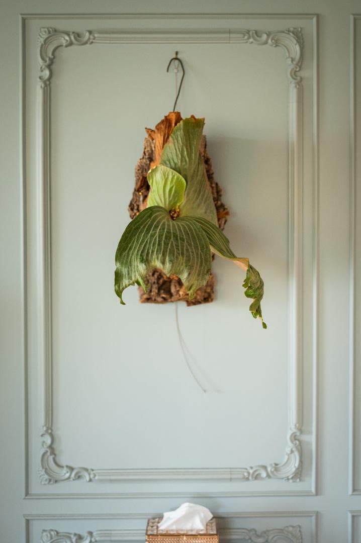 ビカクシダ エラワン（親株）