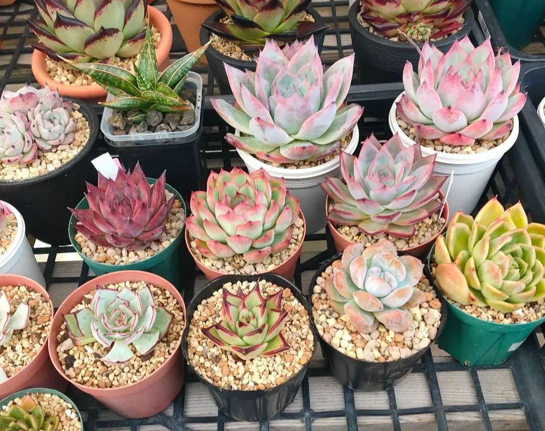 多肉植物 エケベリア