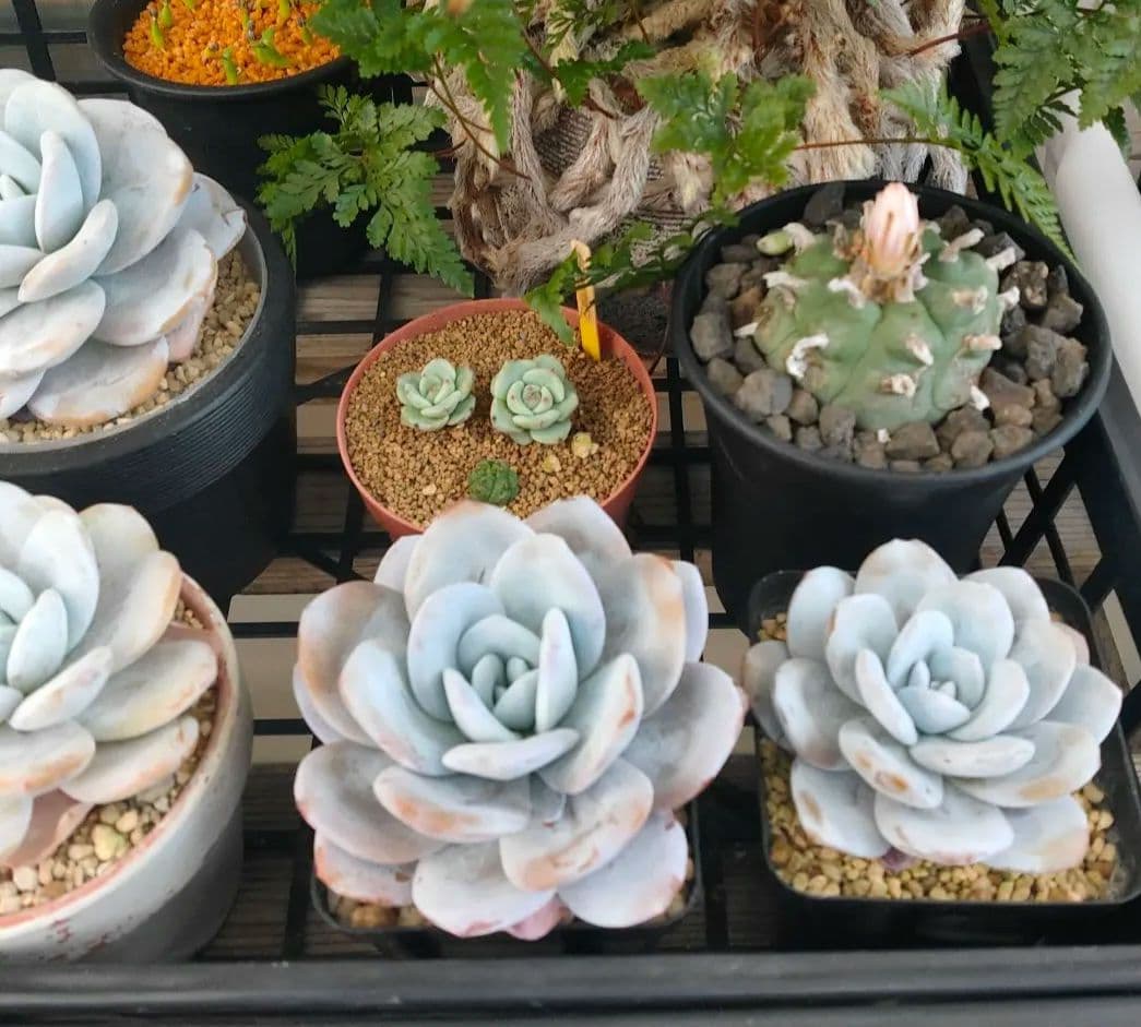 多肉植物 エケベリア