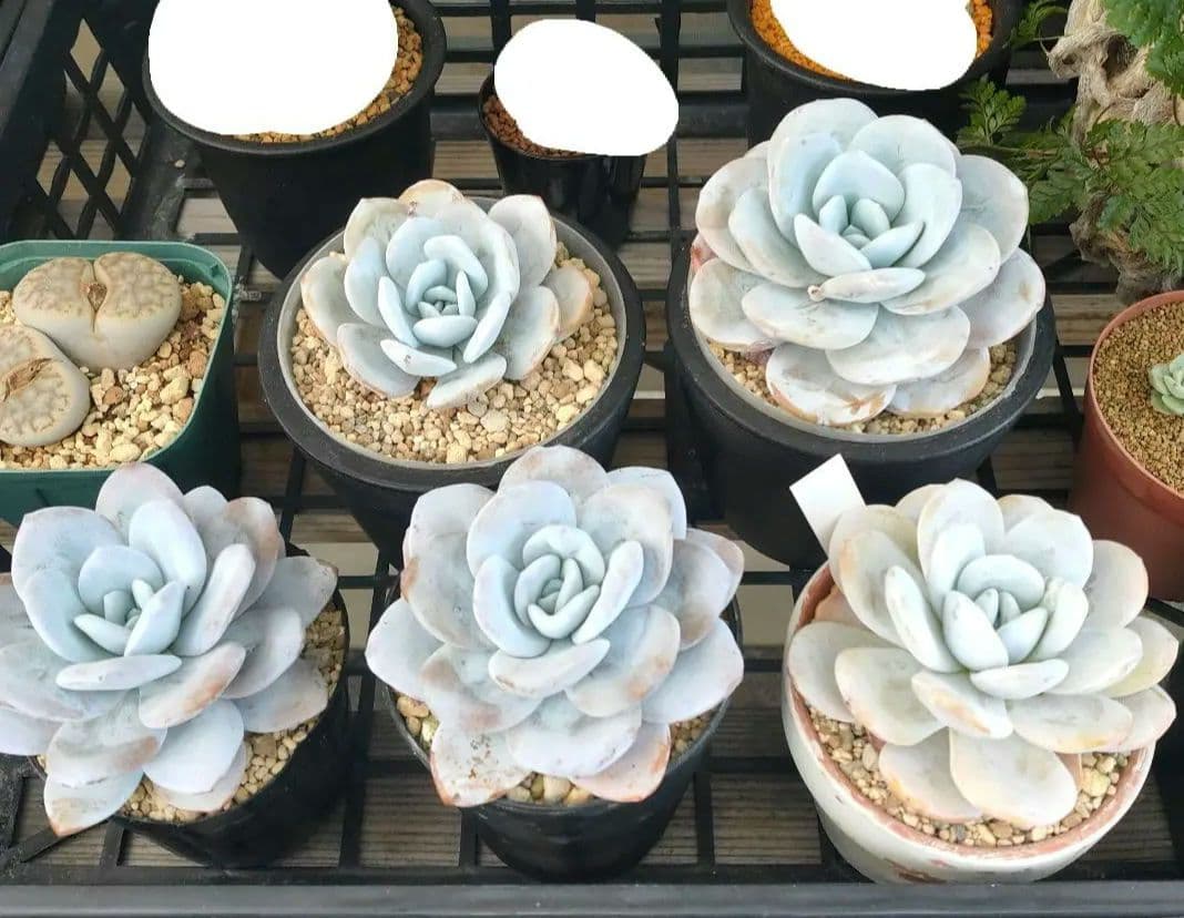 多肉植物 エケベリア