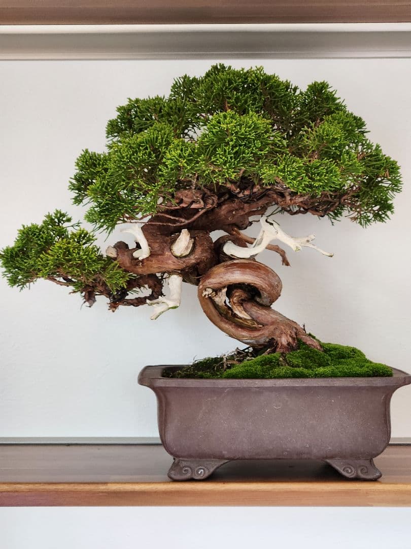 盆栽 真柏　松　盆栽鉢