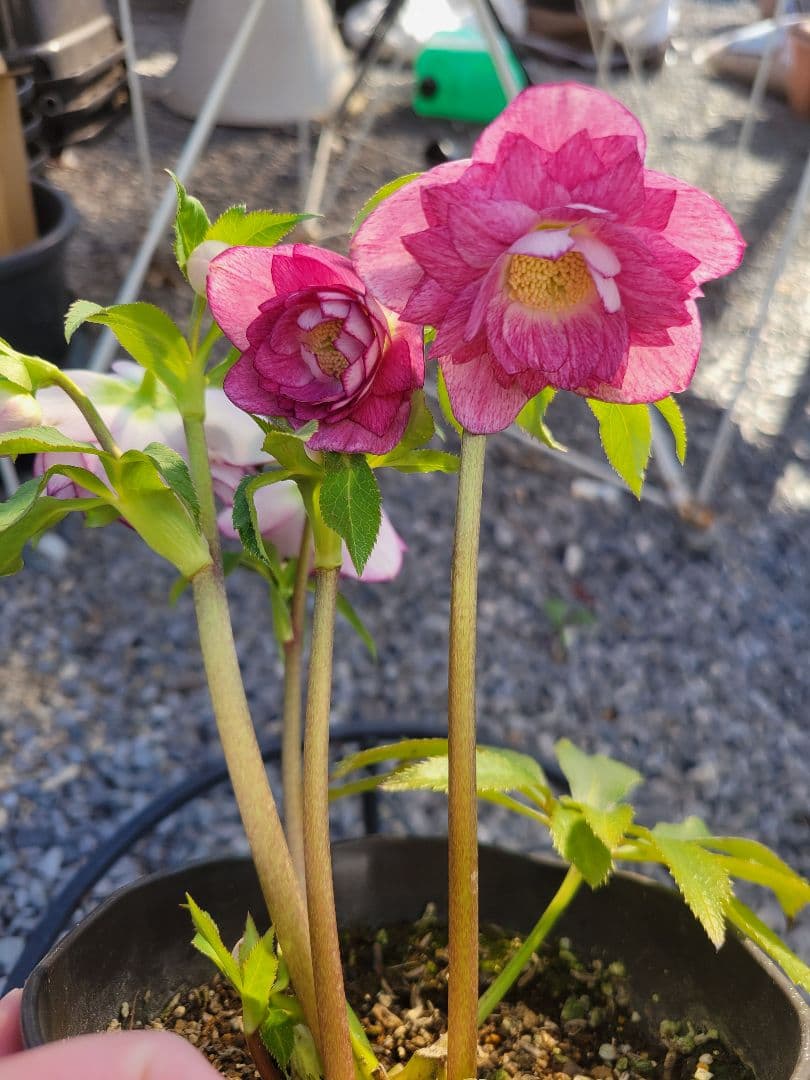 広瀬園芸　ピンクタブル　クリスマスローズ