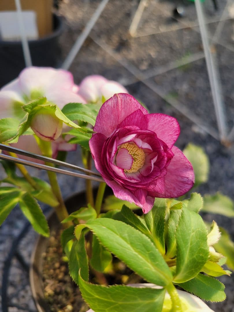 広瀬園芸　ピンクタブル　クリスマスローズ