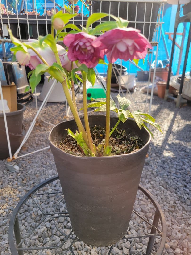 広瀬園芸　ピンクタブル　クリスマスローズ