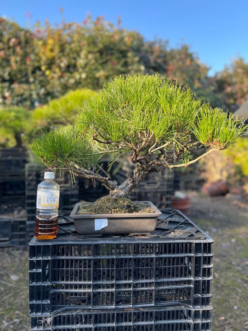 中型 松盆栽