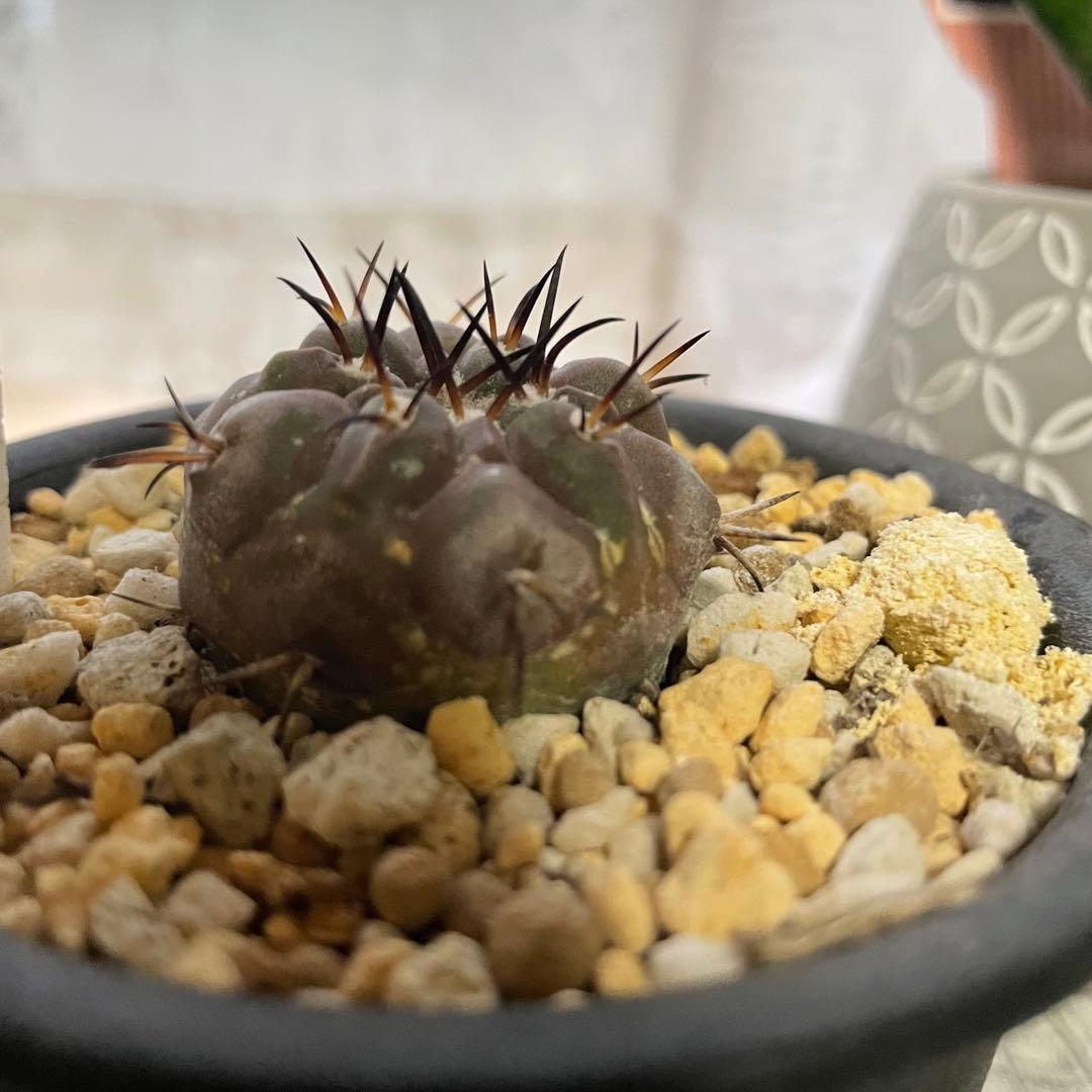 サボテン 黒王丸 コピアポア シネレア 実生 鉢付き
