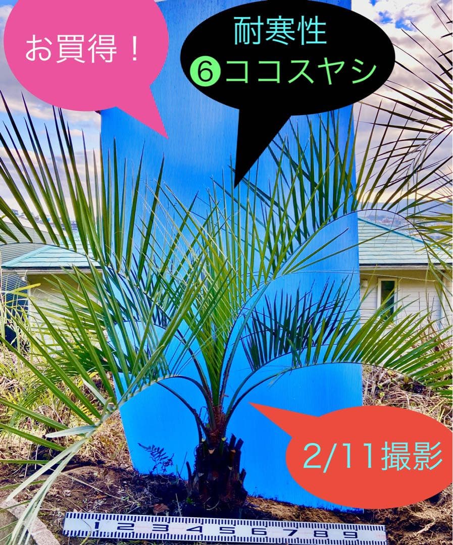 ❻ココスヤシ 耐寒性