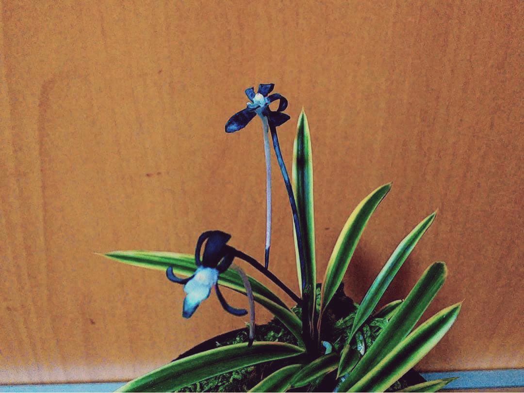 富貴蘭「極（きわみ）」