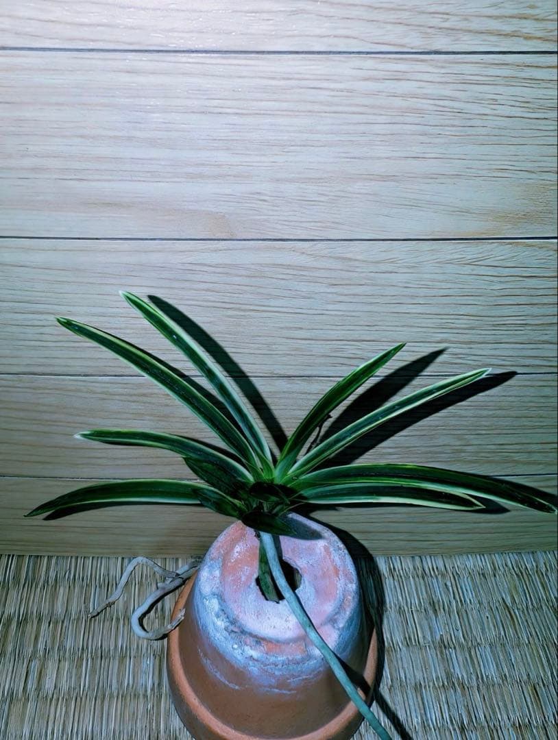 富貴蘭「極（きわみ）」