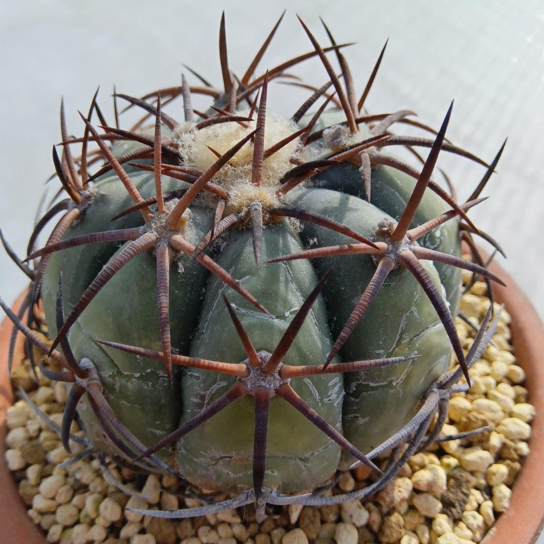 【黒刺実生】花王丸エキノカクタス国内繁殖サボテン（太平丸雷帝翠平コピアポア塊根）