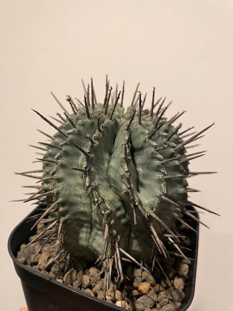 強棘　ホリダ　マジョール　子株付き　♀