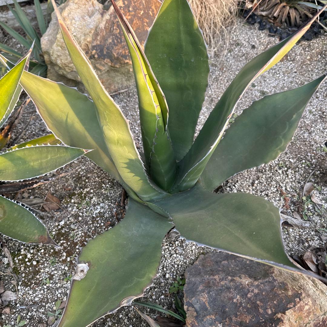 フェロックスドワーフ　大株