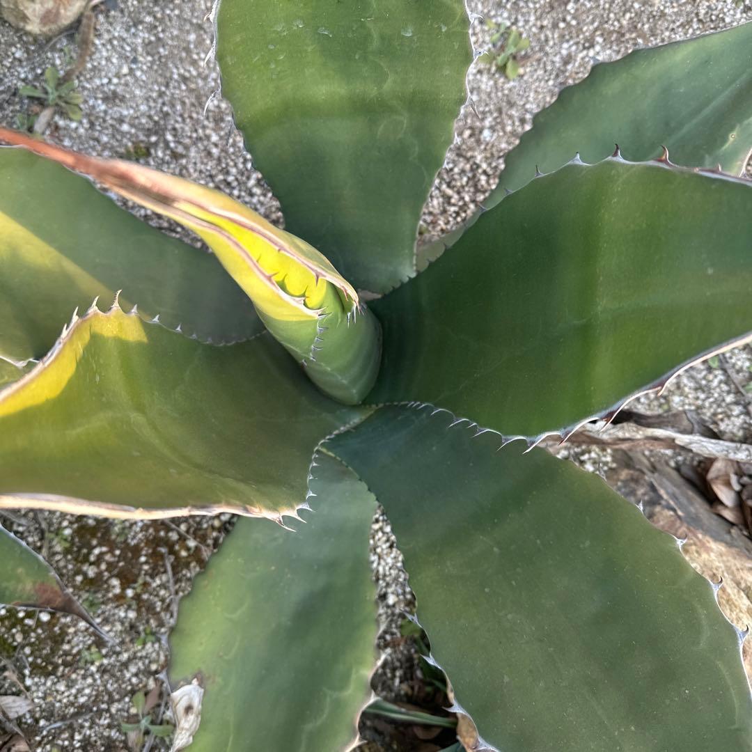 フェロックスドワーフ　大株