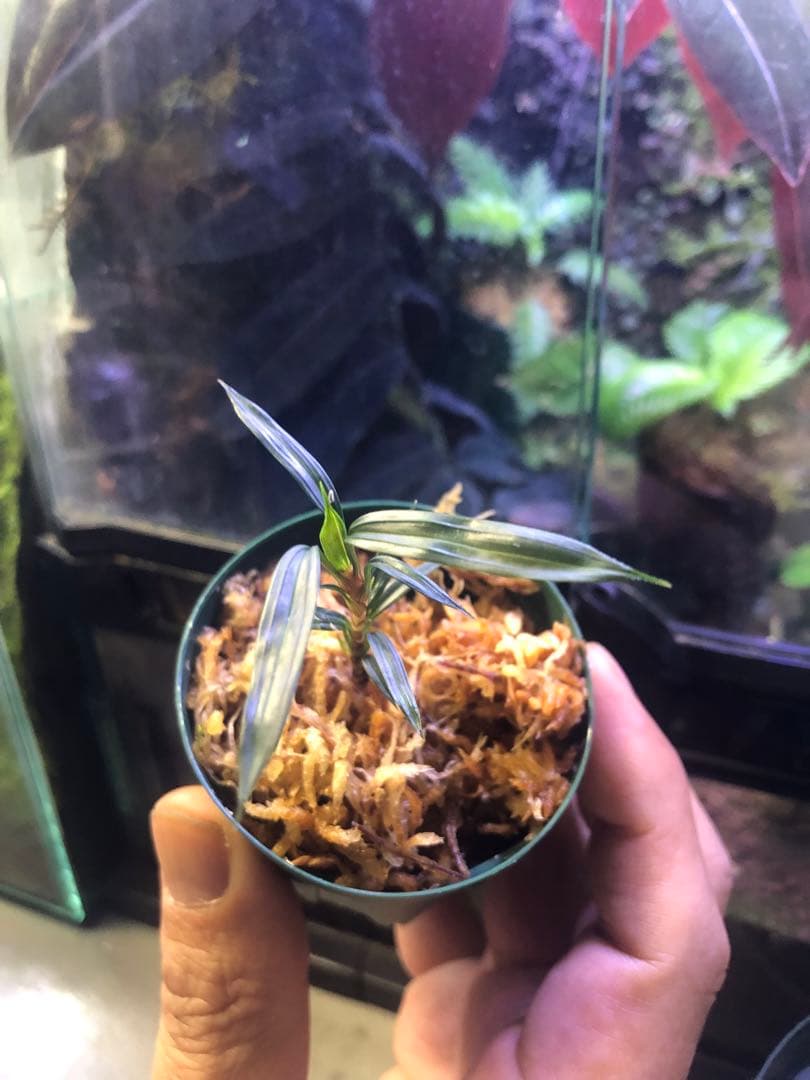 マパニア　カプアスフル