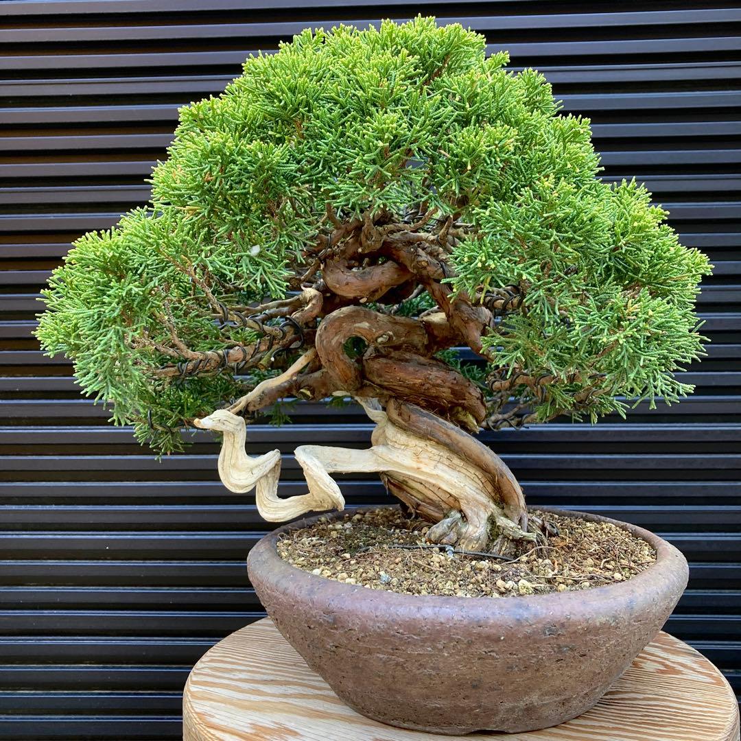 真柏　盆栽　盆栽鉢　鉢