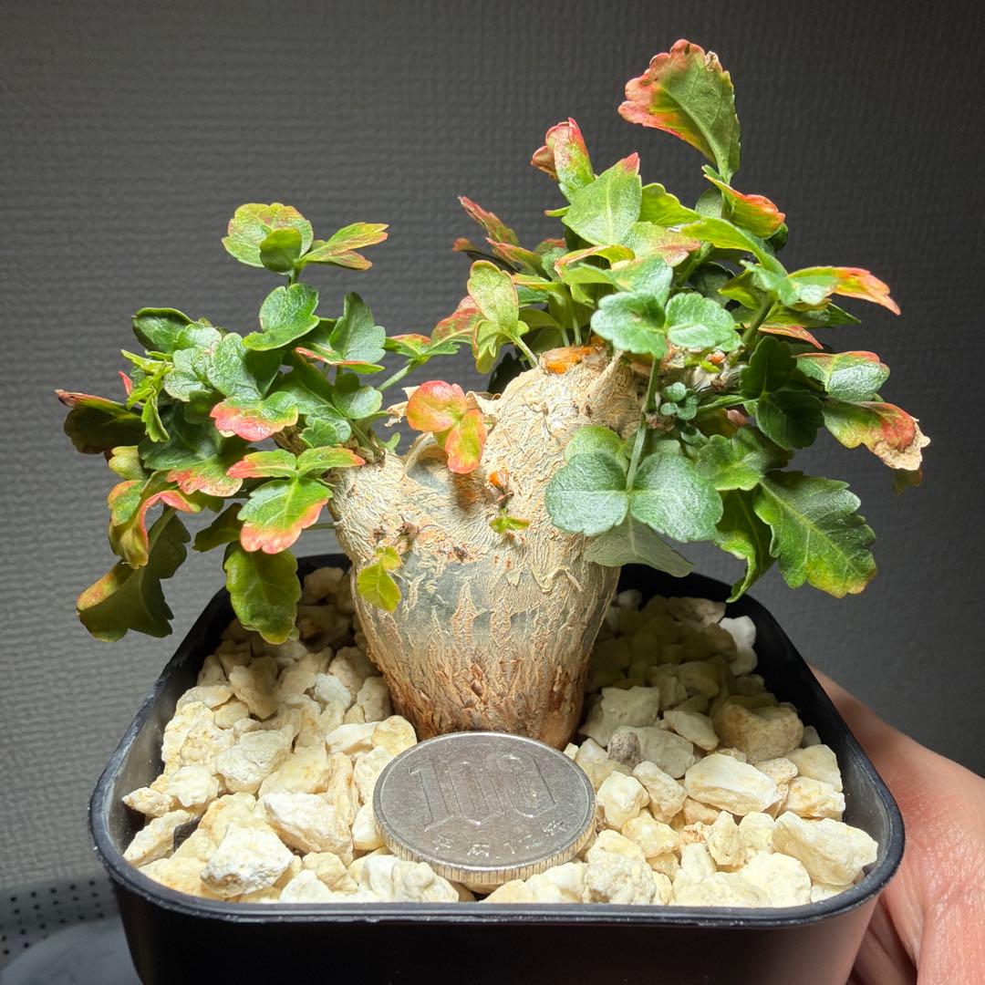 ブルセラ・ファガロイデス　国内実生　特選株　作り込み株　丸々とした株姿