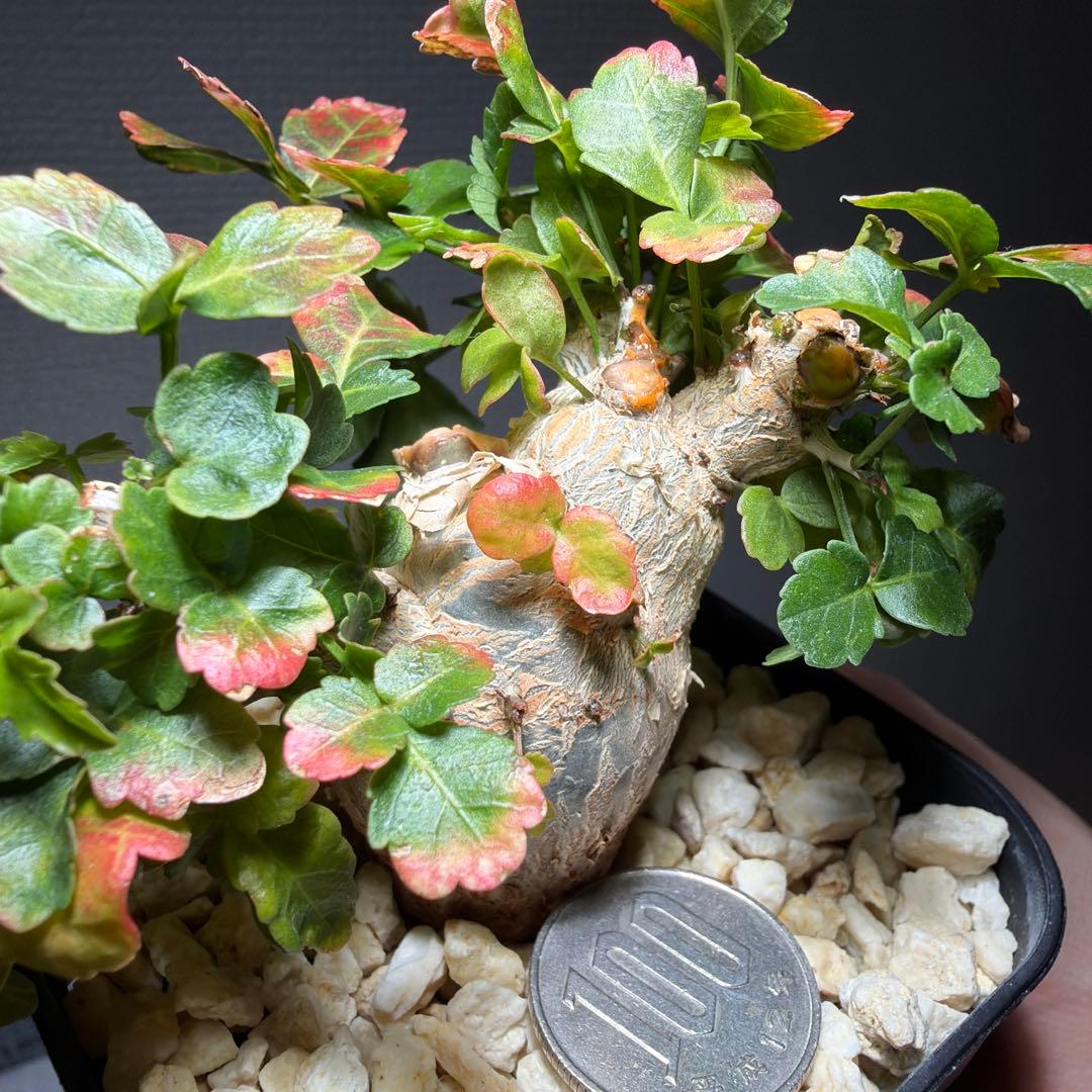 ブルセラ・ファガロイデス　国内実生　特選株　作り込み株　丸々とした株姿