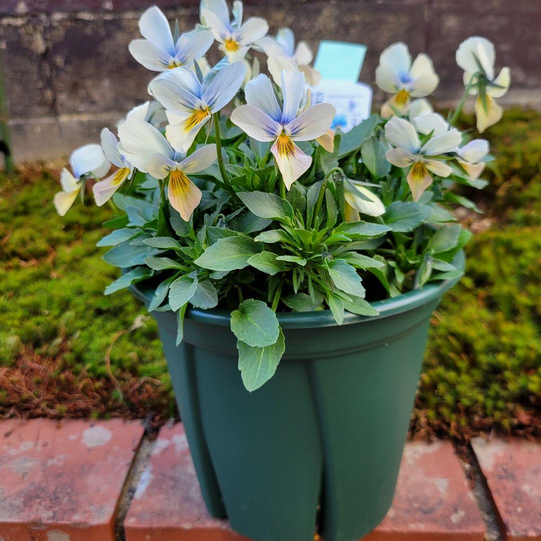 すみれ図鑑②緑青