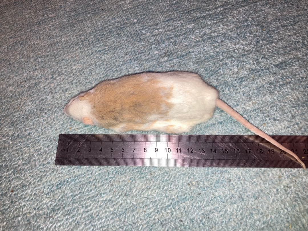 【冷凍】ヤワゲネズミ　価格相談用【エサ用】