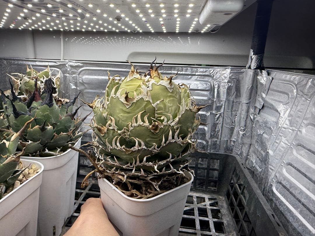 -Collection-アガベ フィリグリーボール 圓葉拇指