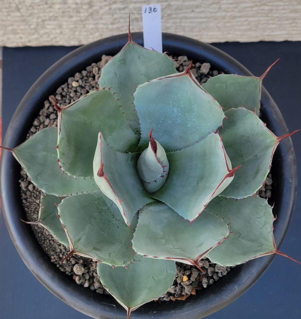 アガベ パリートランカータ 中株　No.130